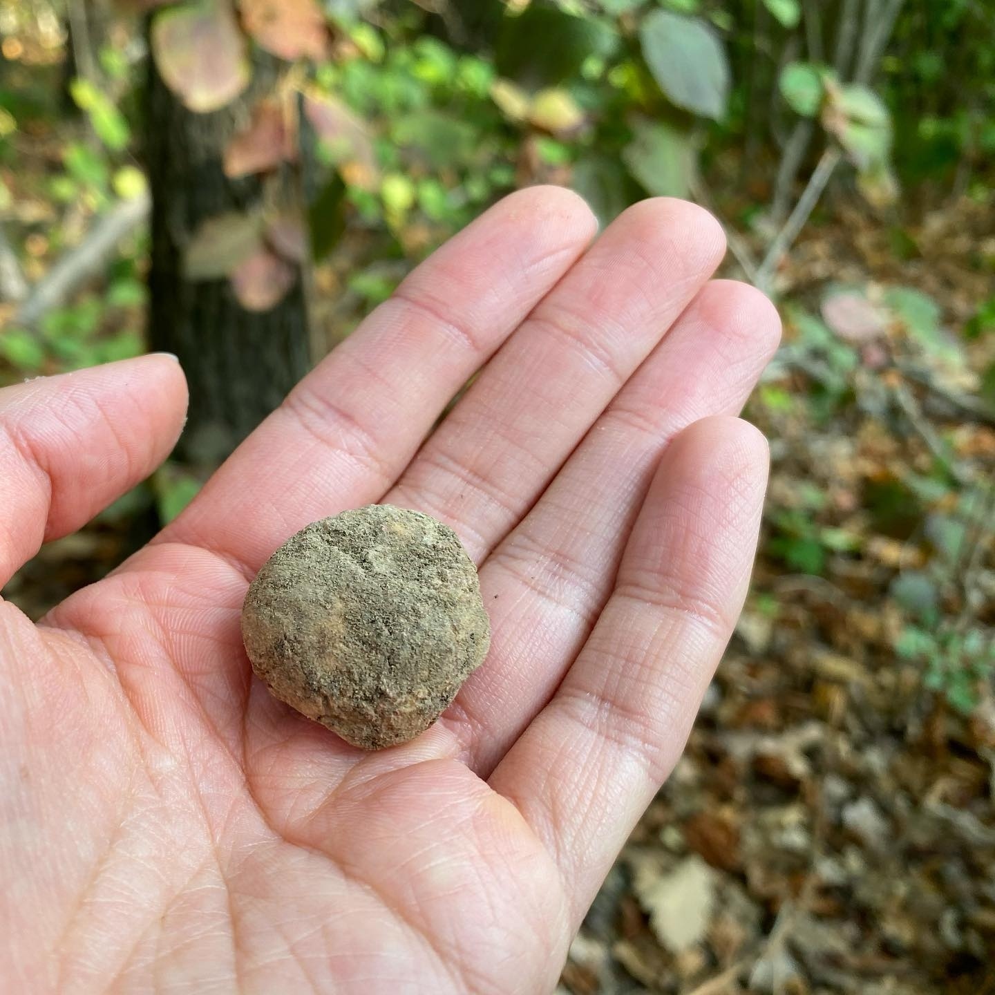 italian truffles