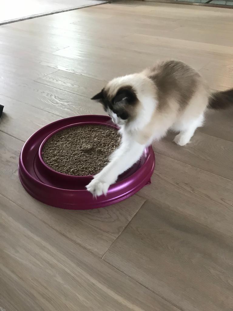 cat playing with scratcher toy