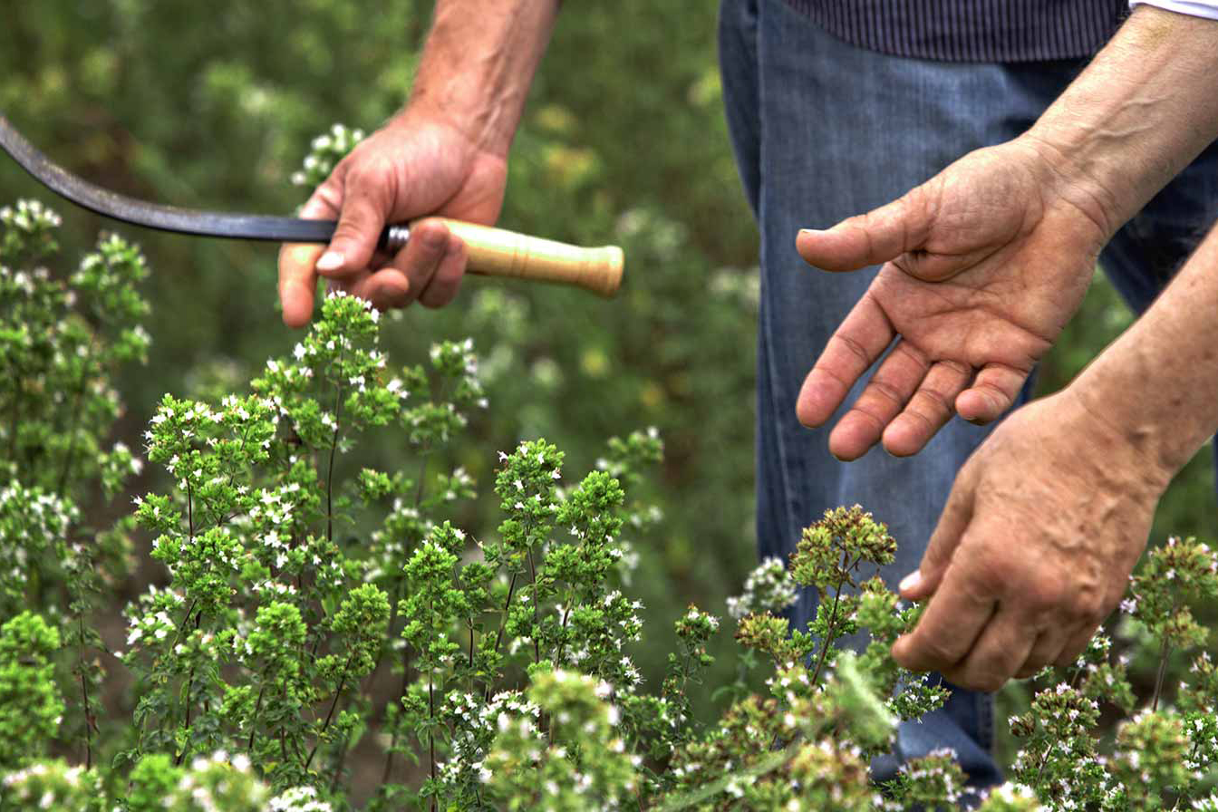 sicilian oregano