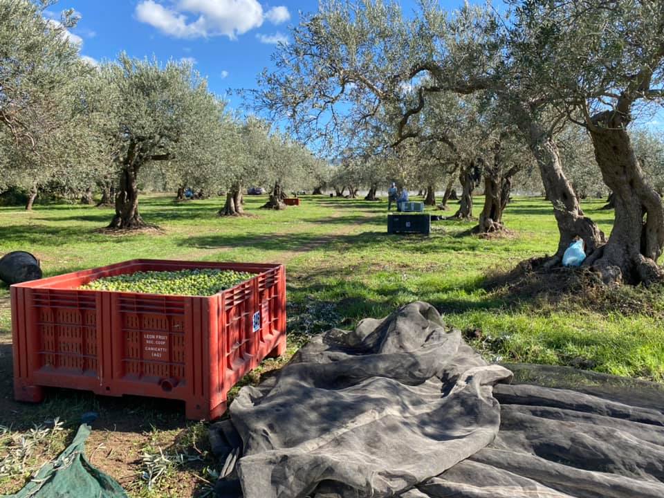 sicily olive oil